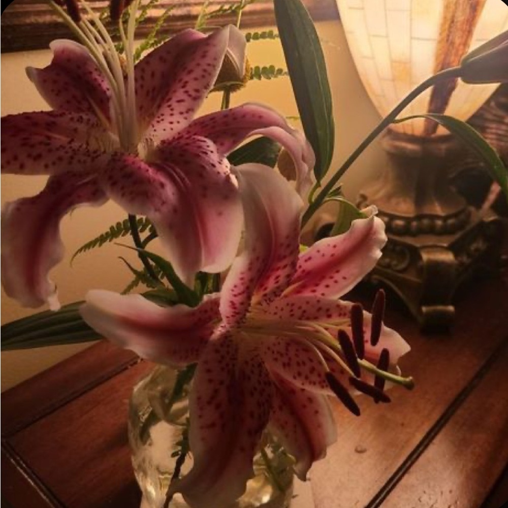 Meet your Posher, Jazara